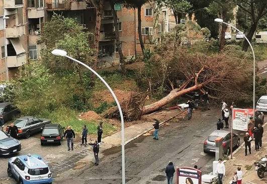 Maltempo: travolto da un albero a Reggio Calabria, muore un uomo